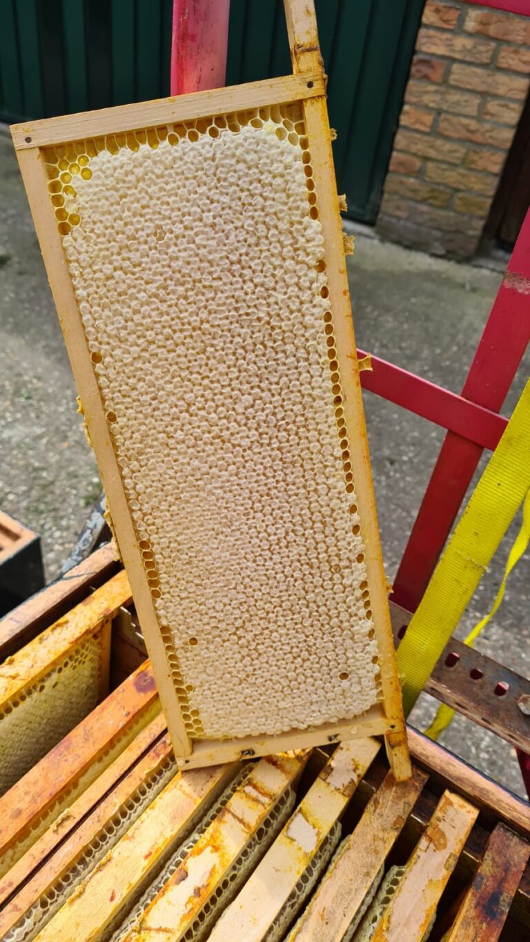 Honingpot Heideraathoning